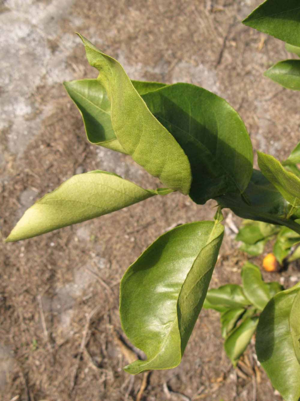            Sun leaves (Itaborai, Winter Haven, FL)   
